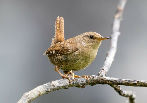 Eurasian Wren