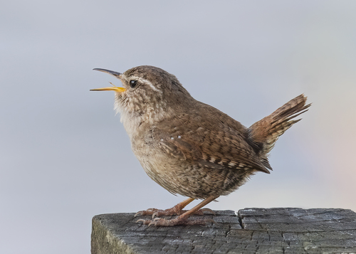 Eurasian Wren