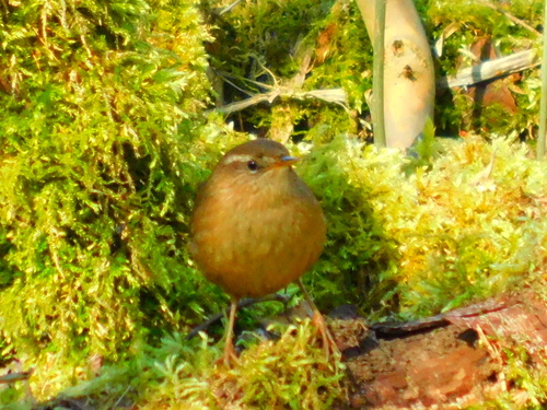 Eurasian Wren