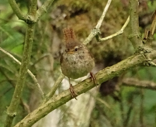 Eurasian Wren