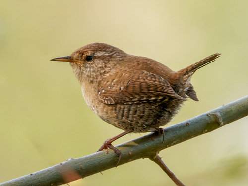 Eurasian Wren