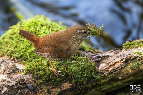 Eurasian Wren