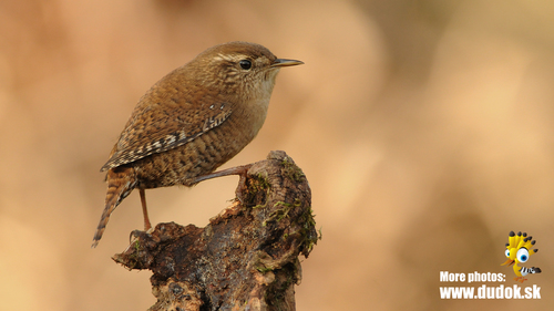 Eurasian Wren
