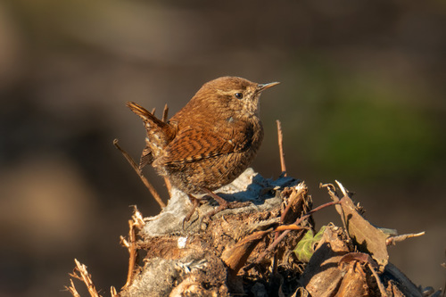 Eurasian Wren
