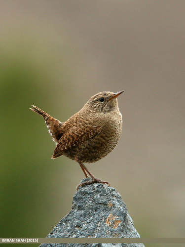 Eurasian Wren