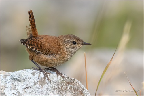 Eurasian Wren