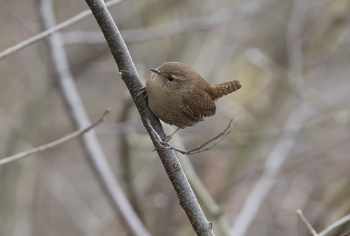 Eurasian Wren