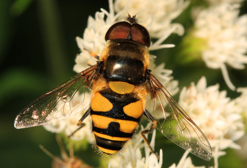 Transverse-banded Flower Fly