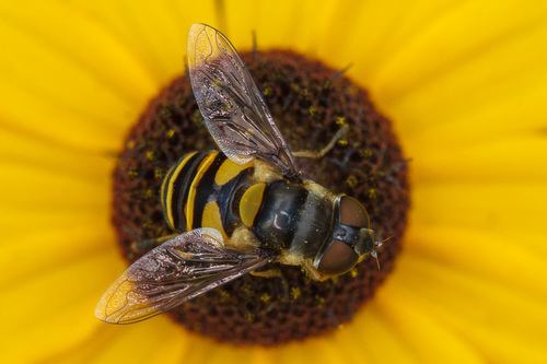 Transverse-banded Flower Fly