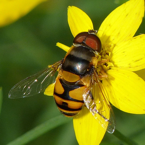 Transverse-banded Flower Fly