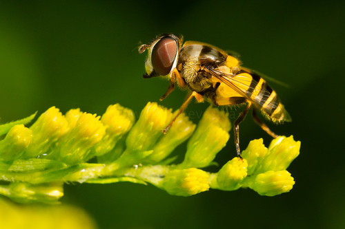 Transverse-banded Flower Fly