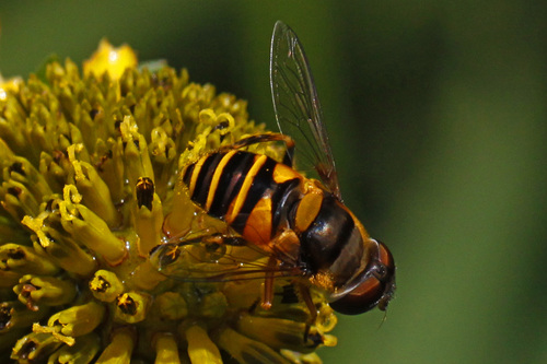 Transverse-banded Flower Fly
