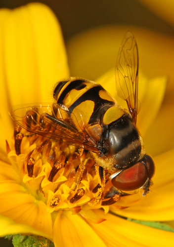 Transverse-banded Flower Fly