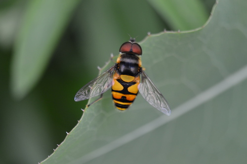 Transverse-banded Flower Fly