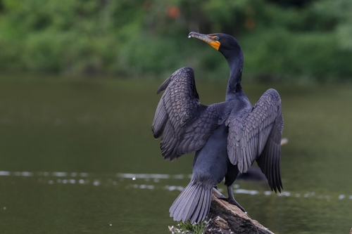 Double-crested Cormorant