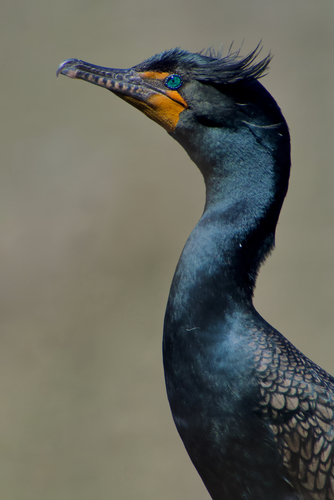Double-crested Cormorant
