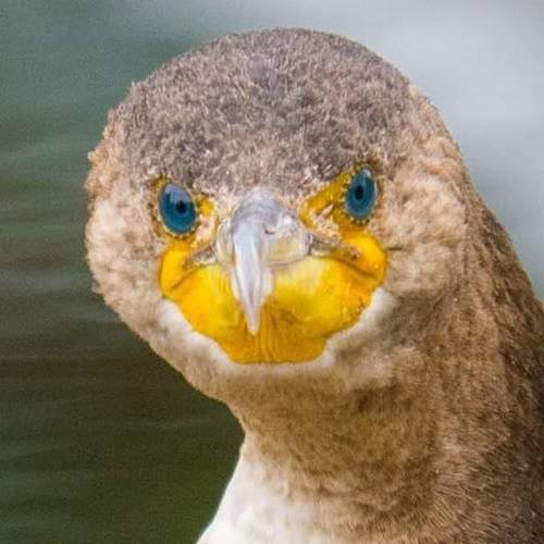 Double-crested Cormorant