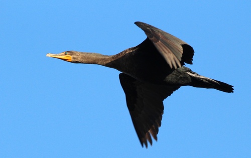 Double-crested Cormorant
