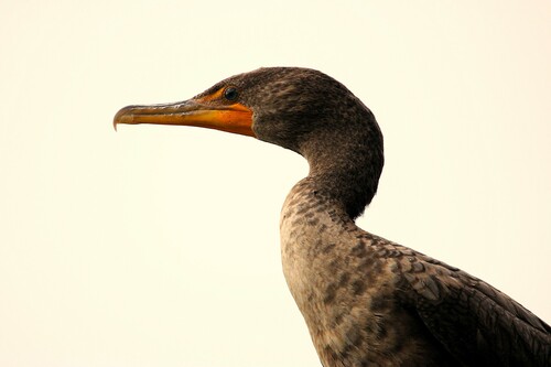 Double-crested Cormorant