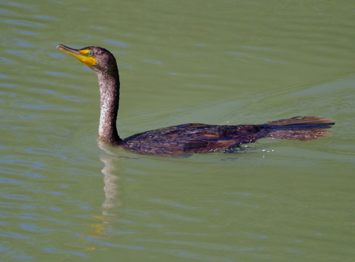 Double-crested Cormorant