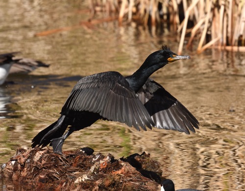 Double-crested Cormorant