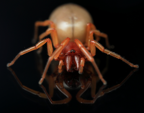 Dysdera crocata Group