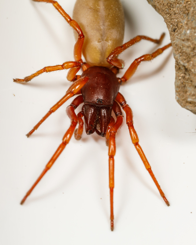 Dysdera crocata Group