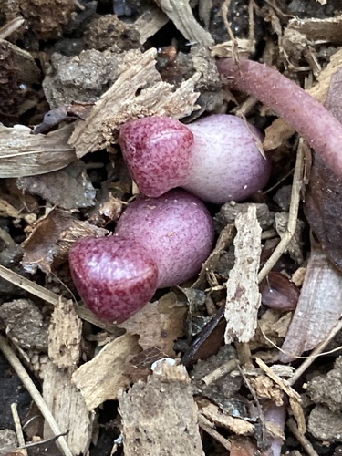 Little Brown Jugs