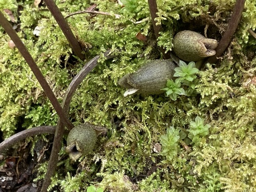 Little Brown Jugs