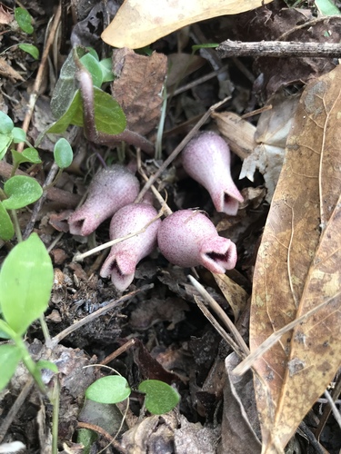 Little Brown Jugs