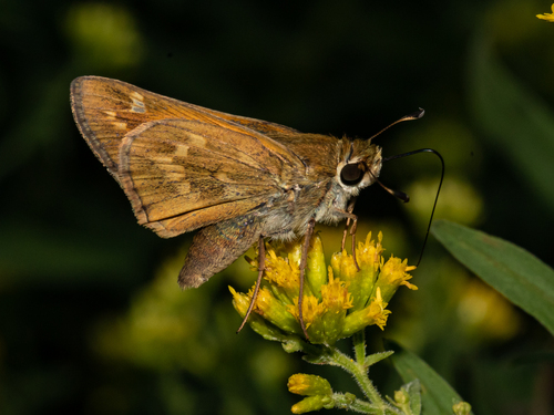 Huron Skipper