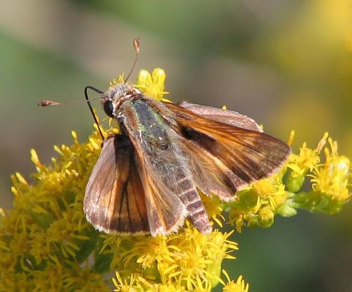 Huron Skipper