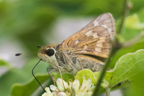 Huron Skipper