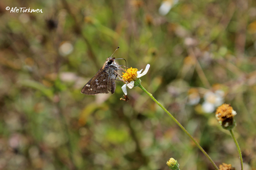 Huron Skipper