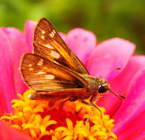 Huron Skipper