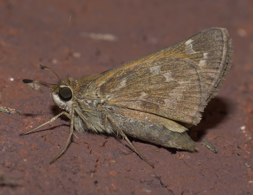 Huron Skipper