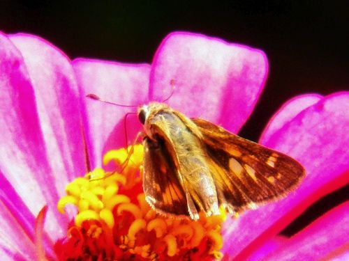 Huron Skipper