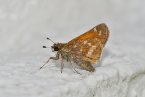 Huron Skipper