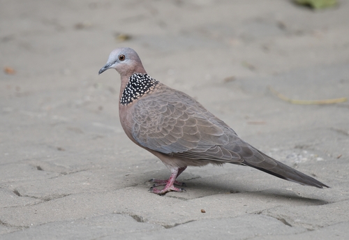 Spotted Dove