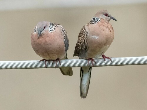 Spotted Dove