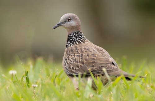 Spotted Dove