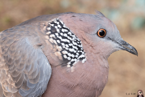 Spotted Dove