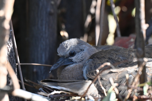Spotted Dove