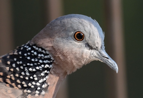 Spotted Dove