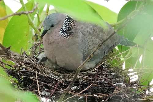 Spotted Dove
