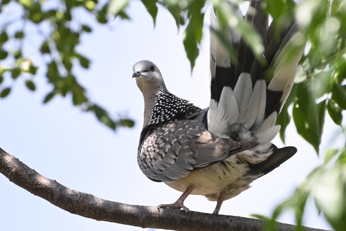 Spotted Dove