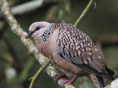 Spotted Dove