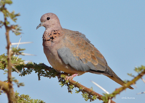 Laughing Dove