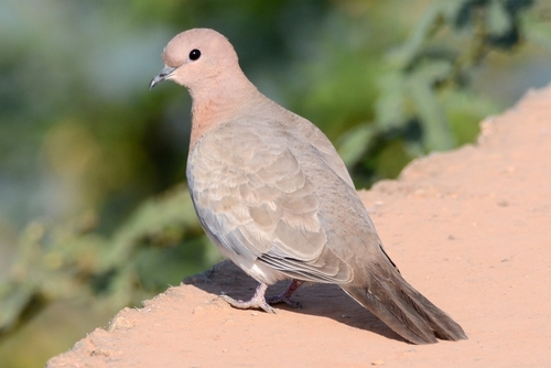 Laughing Dove
