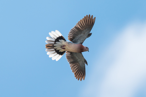 Laughing Dove